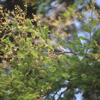 Vachellia leucophloea (Roxb.) Maslin, Seigler & Ebinger